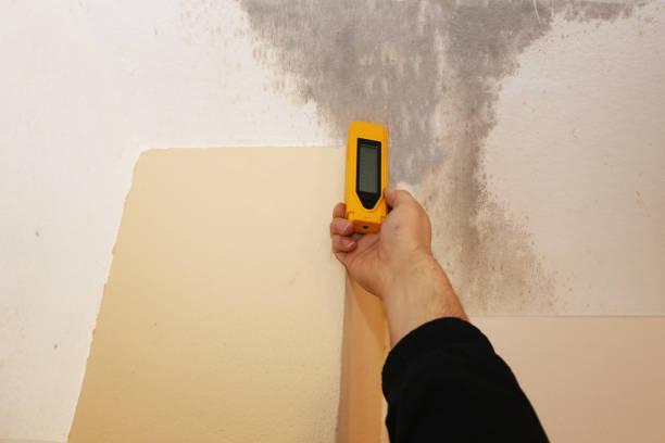 Best Mold Odor Removal Services  in Pinecrest, FL