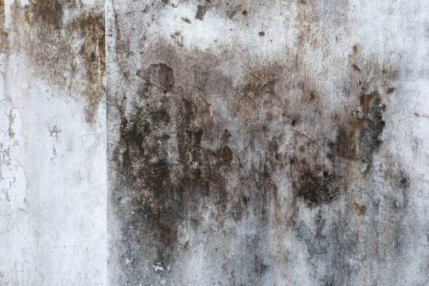 Best Commercial Mold Inspection  in Pinecrest, FL