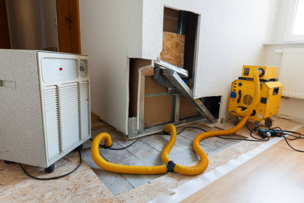 Professional Mold Removal in Pinecrest, FL