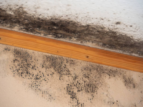 Best Real Estate Mold Inspection  in Pinecrest, FL
