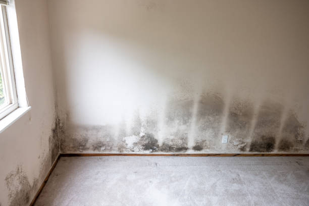 Best Emergency Mold Remediation  in Pinecrest, FL