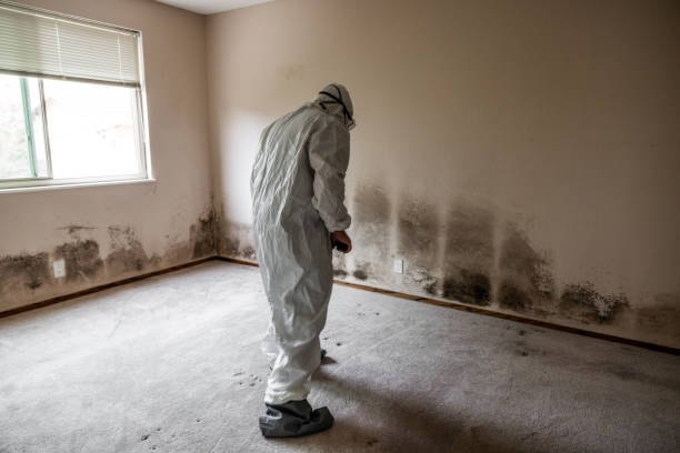 Best Basement Mold Removal  in Pinecrest, FL