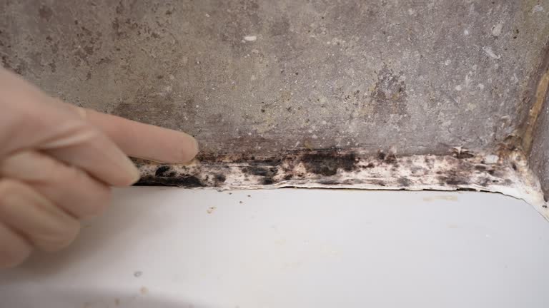  Pinecrest, FL Mold Removal Pros